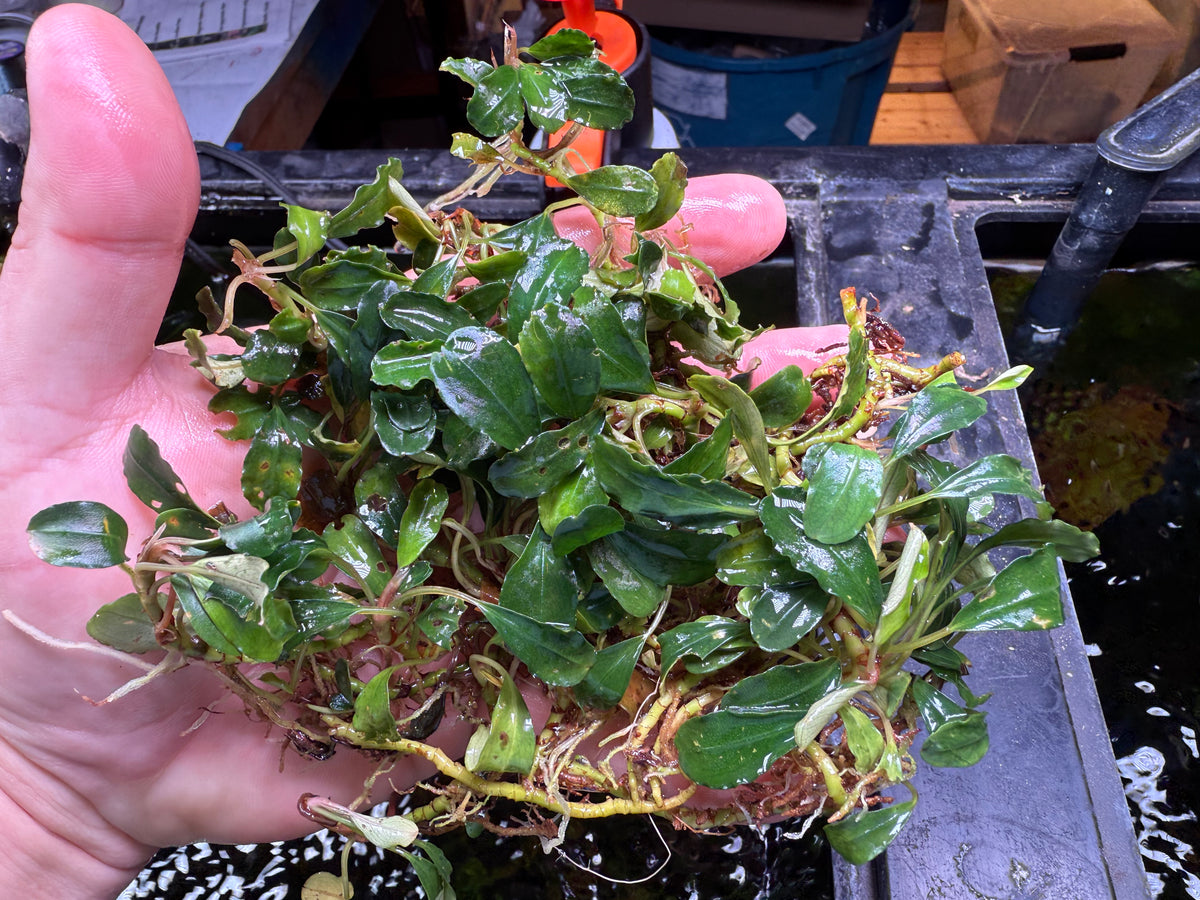 Bucephalandra Clumps – Chichi's Planted Dreams