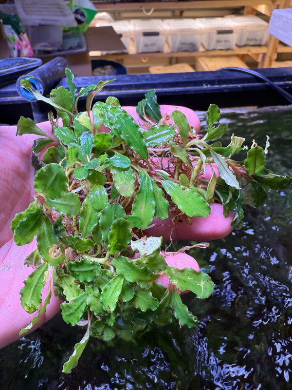Bucephalandra On Lava
