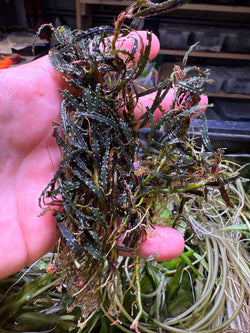 Bucephalandra Black Velvet