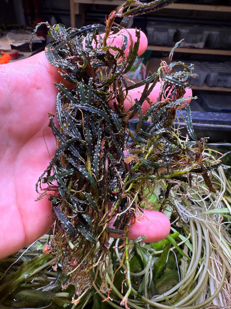 Bucephalandra Black Velvet