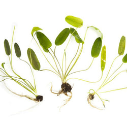 Aponogeton Natans
