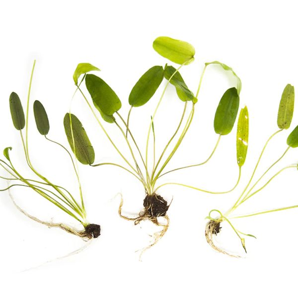 Aponogeton Natans
