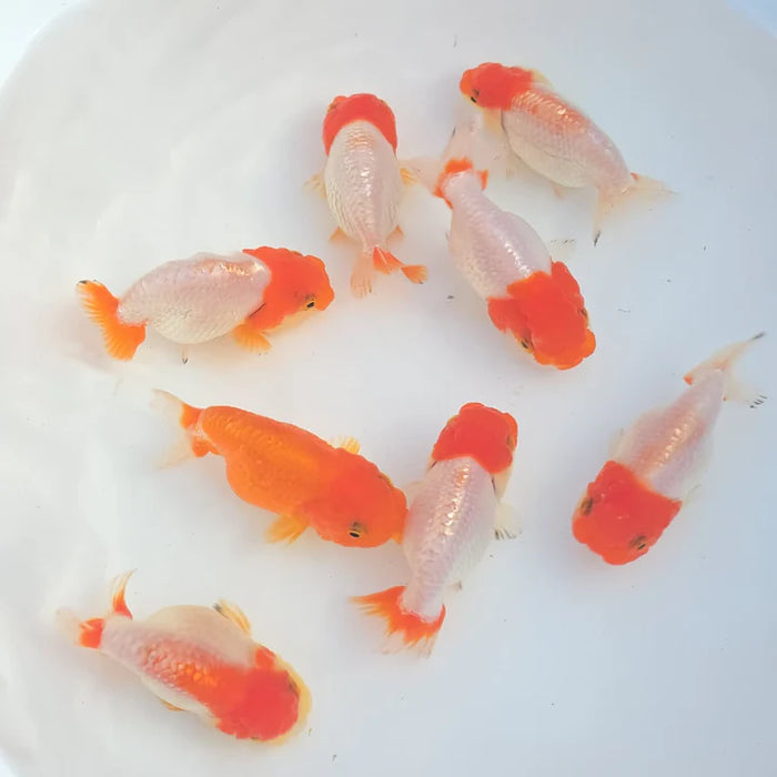 Fish – Chichi's Planted Dreams
