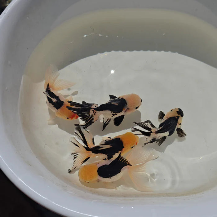 Fish – Chichi's Planted Dreams