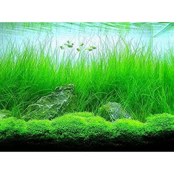 Eleocharis montevidensis (Giant Hair grass)