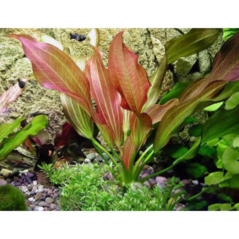 red rubin succulent Echinodorus Red Rubin – Chichi's Planted Dreams
