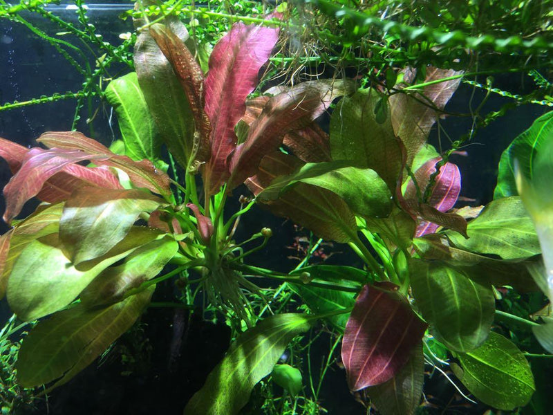 Echinodorus Red Rubin