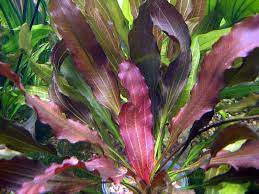 red rubin succulent Echinodorus Red Rubin – Chichi's Planted Dreams