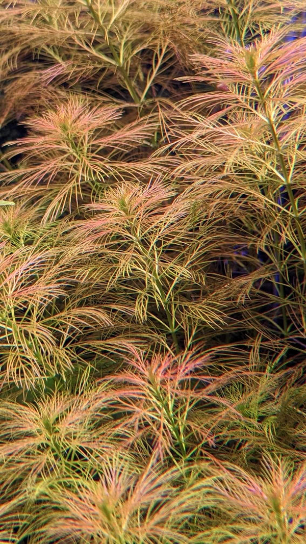 Myriophyllum Aquaticum AKA Parrot's Feather