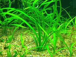 Dwarf Sagittaria