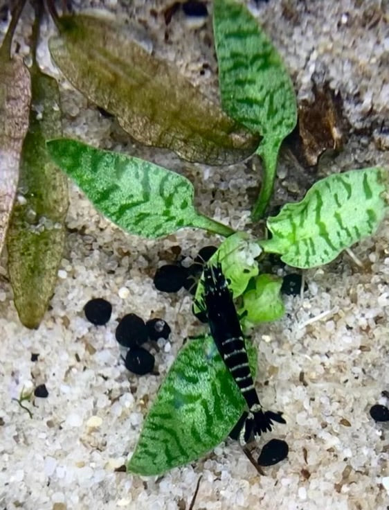 Cryptocoryne Auriculata