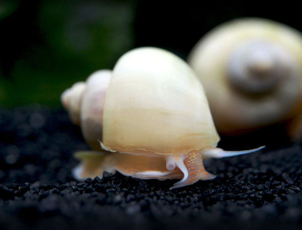 Ivory Snail