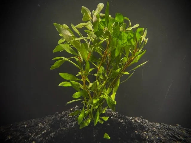 Ludwigia Cuba