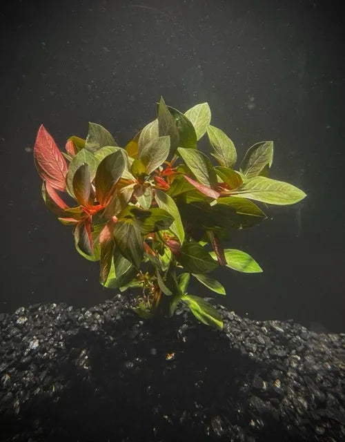 Ludwigia Dark Red