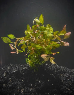 Ludwigia Ovalis