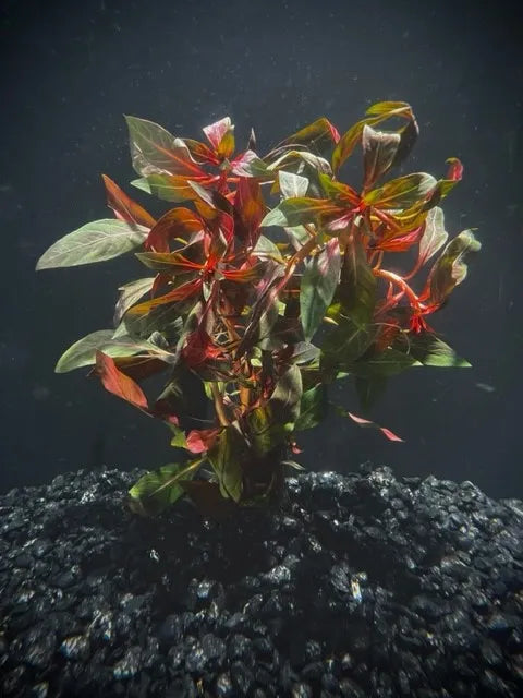 Ludwigia Peruensis/Gladulosa var. Diamond