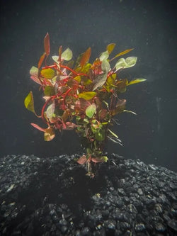 Ludwigia Super Red Mini