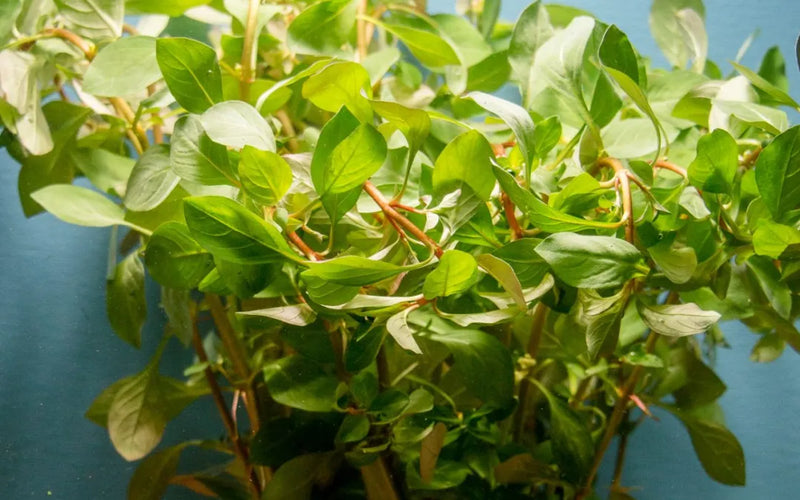 Ludwigia Super Red