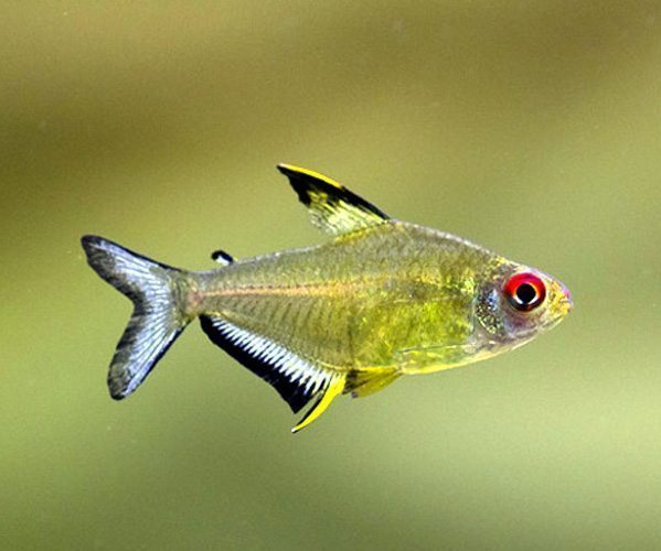 Lemon Tetra