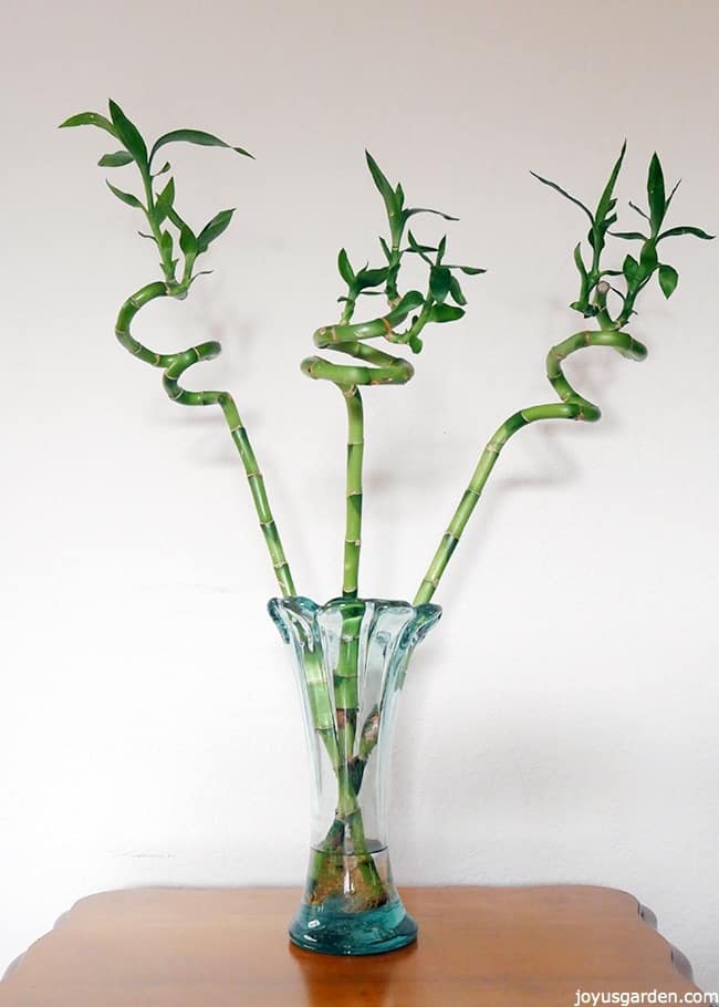 LUCKY BAMBOO, SPIRAL