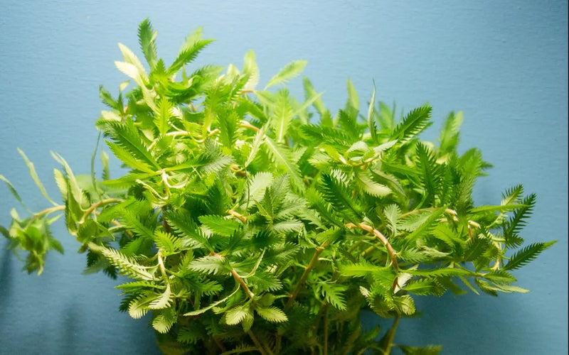 Proserpinaca Palustris AKA Mermaid Weed