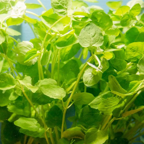 Mint Charlie – Chichi's Planted Dreams