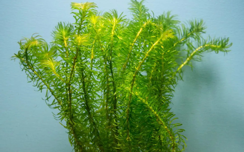 anacharis plant Anacharis – Chichi's Planted Dreams