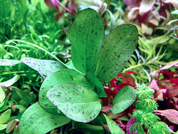 Echinodorus Ozelot Green