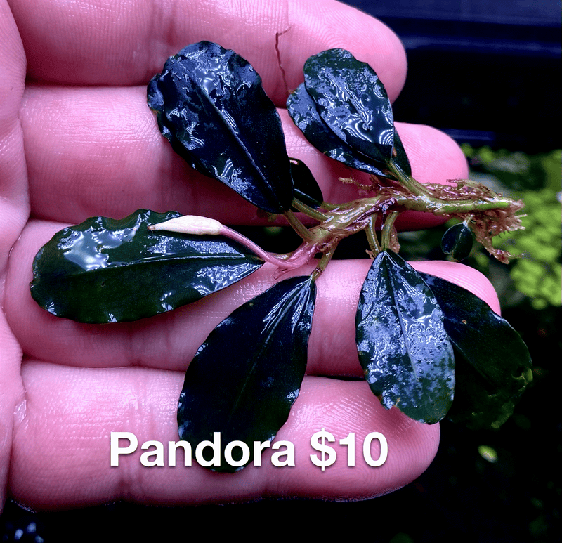 Pandora