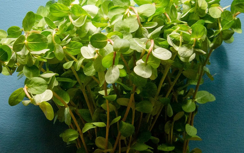 Rotala Rotundifolia Red