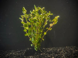 Rotala Rotundifolia Red