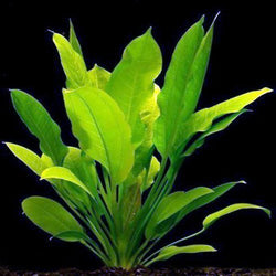 Rangeri Sword Plant