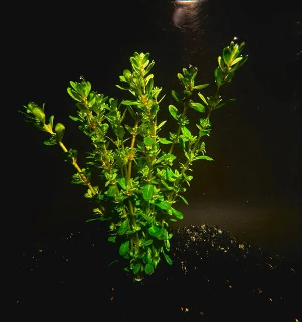 Rotala Bonsai