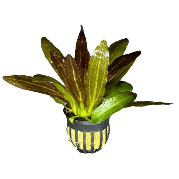 水草 Echinodorus sp. Teles Pires Echinodorus sp. Teles Pires - メルカリ