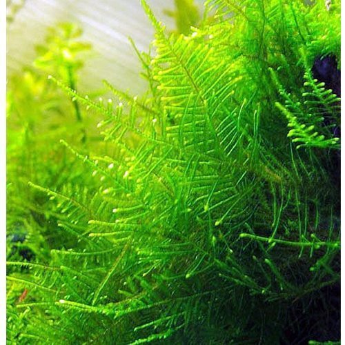 TAIWAN MOSS PORTION