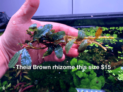 Theia Brown rhizome this size