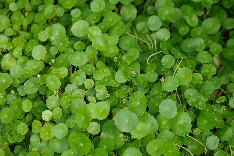 Hydrocotyle Leucocephala AKA Brazilian Pennywort