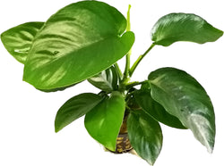 Anubias Barteri Broad Leaf