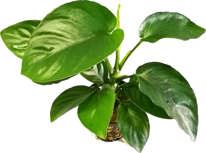 Anubias Barteri Broad Leaf