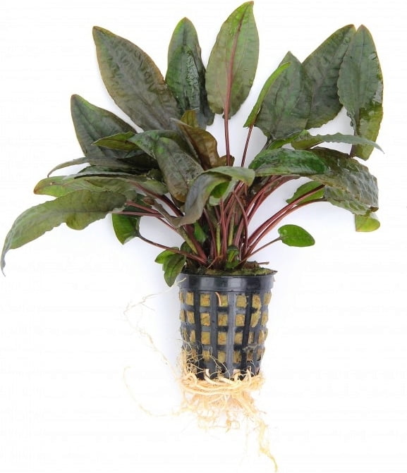 Cryptocoryne 'Tropica'