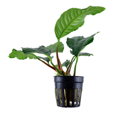 Anubias Coffeefolia