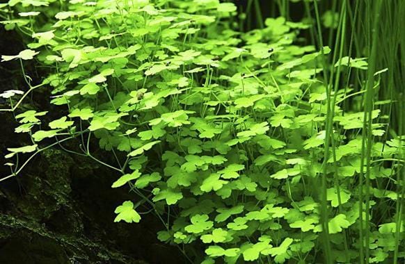 HYDROCOTYLE 'JAPAN' MAT