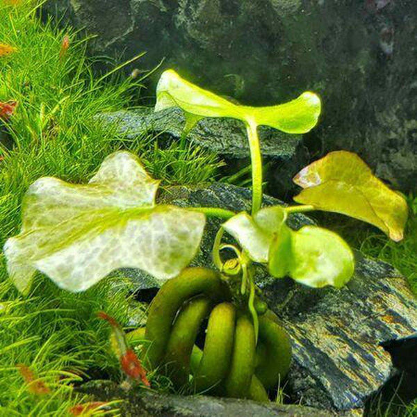 Nymphoides Aquatica/ Banana Plant