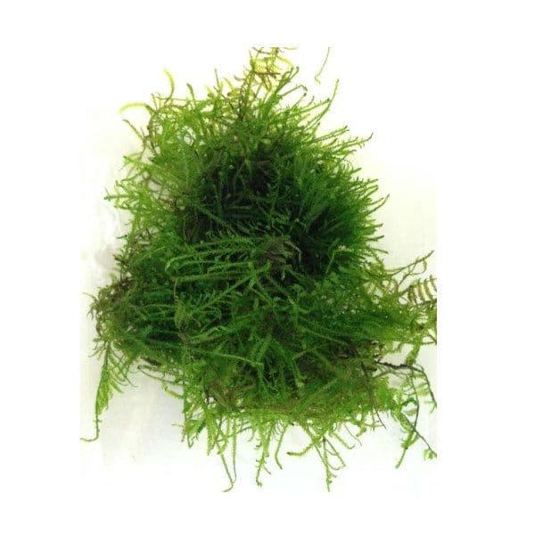 Chistmas Moss Portion