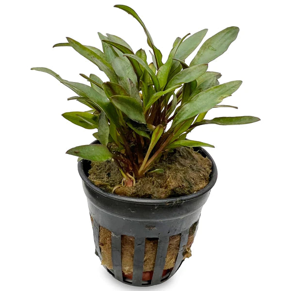 Cryptocoryne Lutea