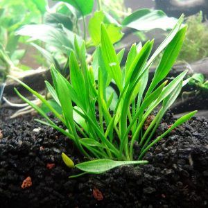 Cryptocoryne Parva pots