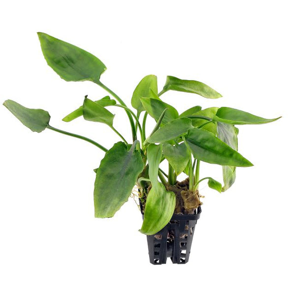 Cryptocoryne Pontederiifolia