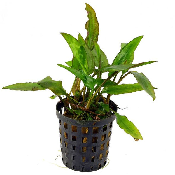 Cryptocoryne Pontederiifolia