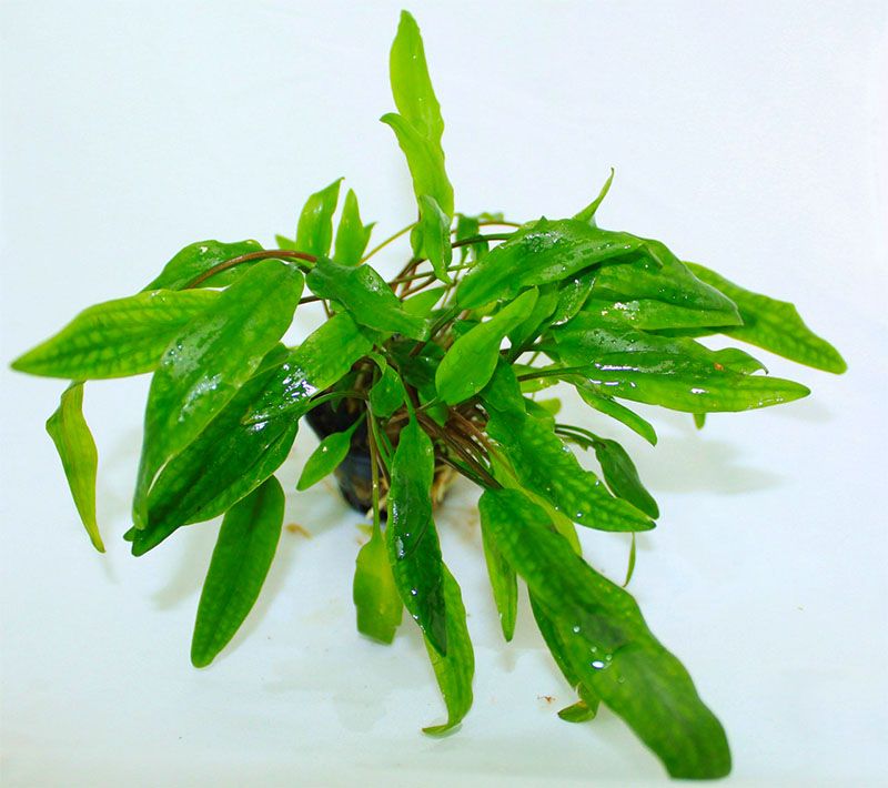 Cryptocoryne Wendtii Green