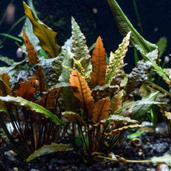 Cryptocoryne Wendtii Bronze